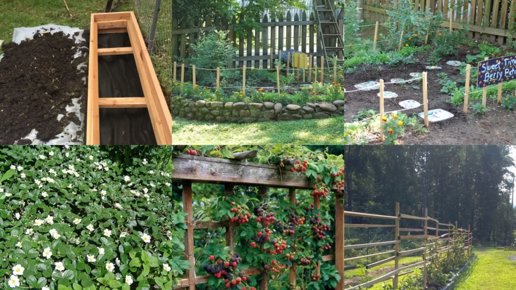 20+ Berry Patch Ideas Backyard Transforms Overnight