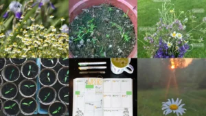 20+ Genius Chamomile Gardening Hacks That Yield Double