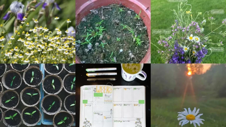 20+ Genius Chamomile Gardening Hacks That Yield Double