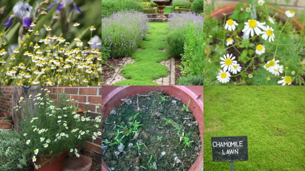 20+ Genius Chamomile Gardening Hacks That Yield Double