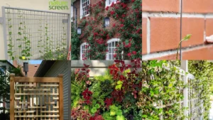 19+ Stunning Climbing Plant Wall Ideas That Transform Spaces