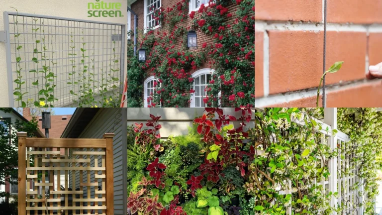 19+ Stunning Climbing Plant Wall Ideas That Transform Spaces