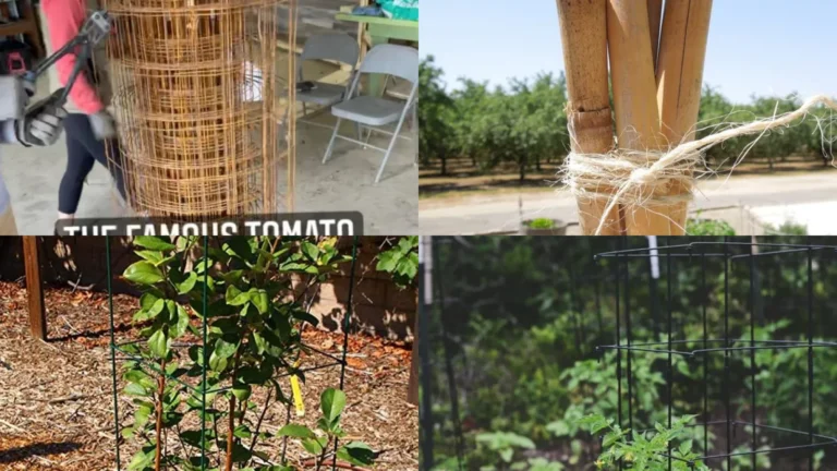 20+ Genius Easy Tomato Cage Ideas That Skyrocket Harvests