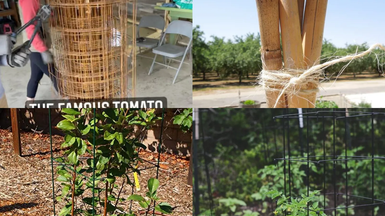 20+ Genius Easy Tomato Cage Ideas That Skyrocket Harvests