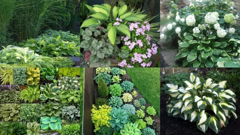 16+ Stunning Hosta Gardening Ideas Transform Shady Spaces