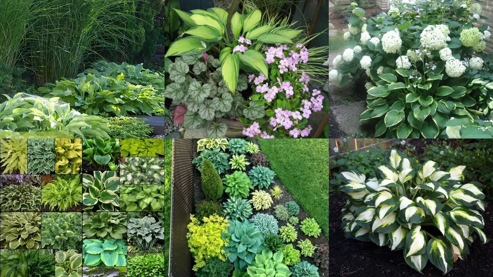 16+ Stunning Hosta Gardening Ideas Transform Shady Spaces