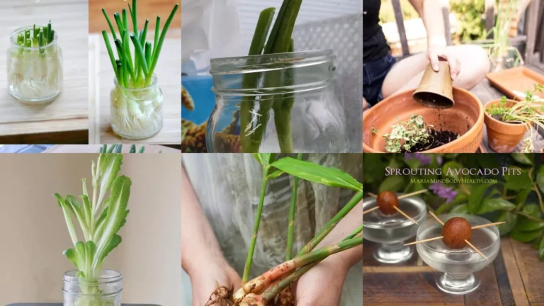 19+ Genius Kitchen Scrap Garden Ideas That Cost Zero