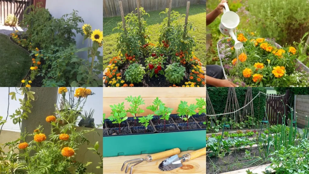 18+ Marigold Gardening Hacks That Explode With Color