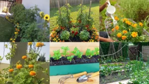 18+ Marigold Gardening Hacks That Explode With Color