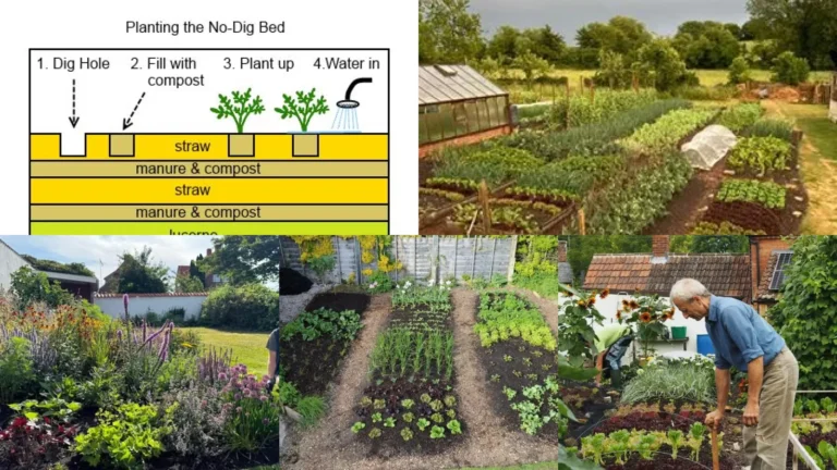20+ No Dig Gardening Ideas That Double Your Harvest