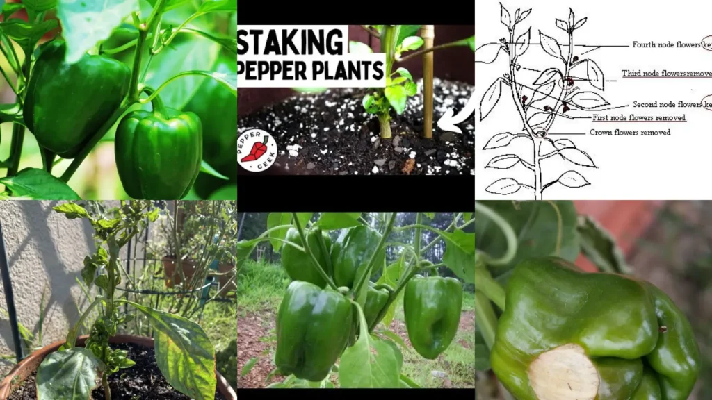18+ Pepper Plant Tips That Triple Your Harvest