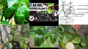 18+ Pepper Plant Tips That Triple Your Harvest