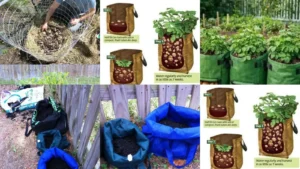 18+ Genius Potato Grow Bag Ideas That Maximize Harvests