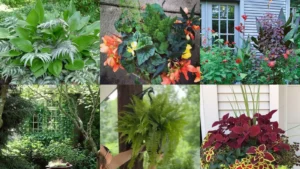 18+ Shade Patio Plant Ideas That Transform Dark Corners