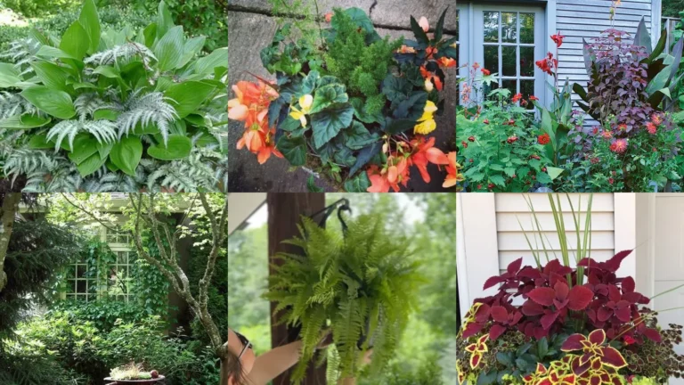 18+ Shade Patio Plant Ideas That Transform Dark Corners