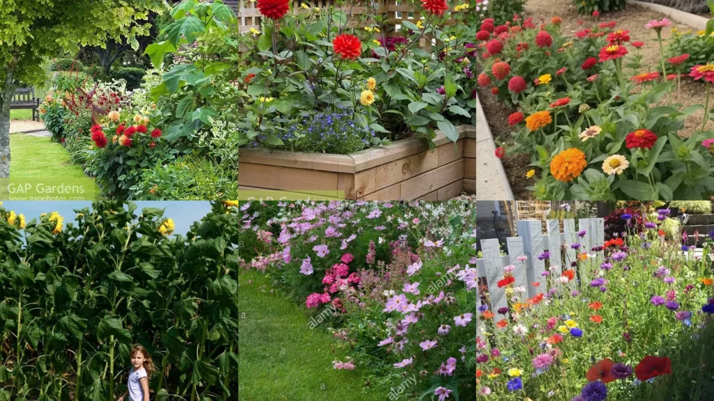 20+ Stunning Dahlia Garden Ideas That Bloom All Summer