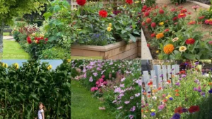20+ Stunning Dahlia Garden Ideas That Bloom All Summer