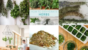 19+ Genius Herbs Drying Ideas That Last All Year