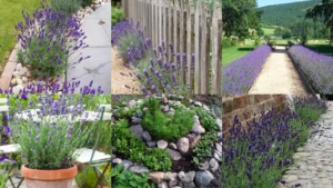 18+ Stunning Lavender Garden Ideas That Transform Any Yard