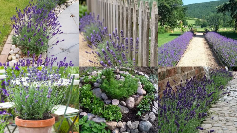 18+ Stunning Lavender Garden Ideas That Transform Any Yard