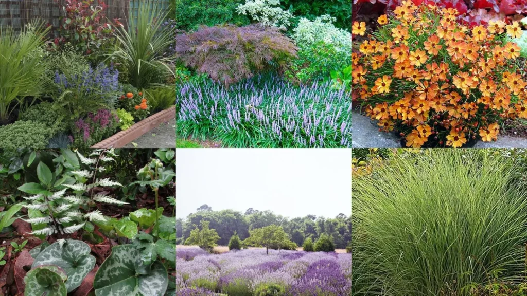 20+ Genius Perennial Garden Ideas Low Maintenance Worth Stea