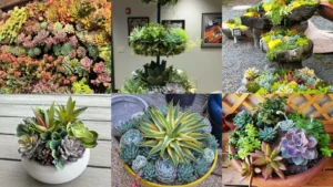 20+ Stunning Succulent Arrangement Ideas Outdoor Gardens
