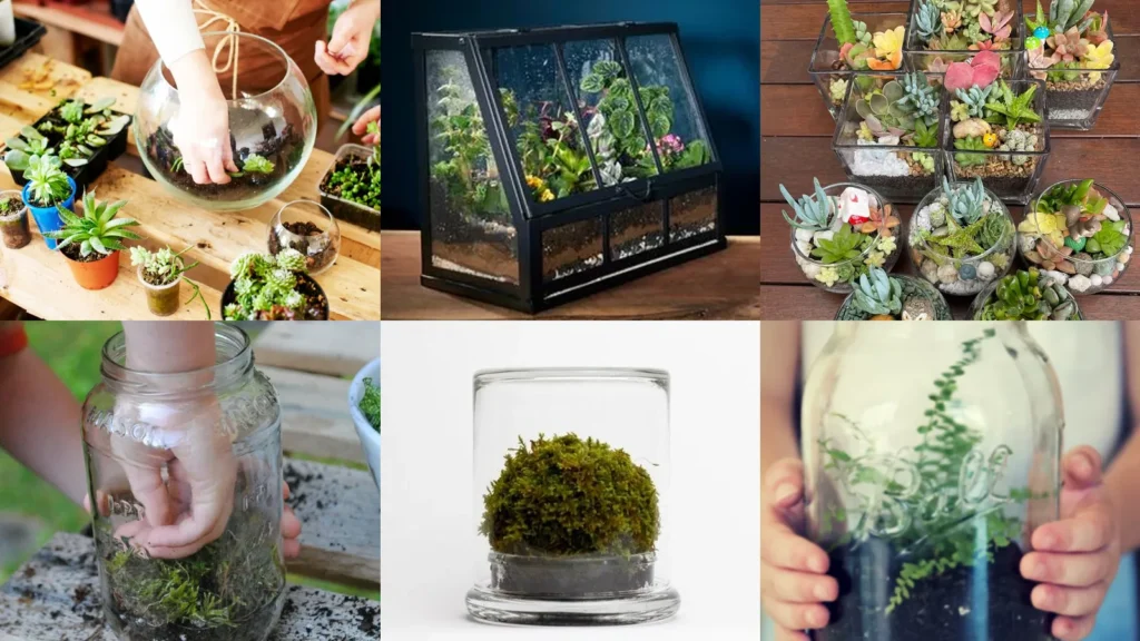 18+ Stunning Terrarium Ideas Beginners Can Master Today