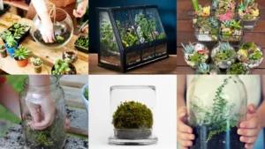 18+ Stunning Terrarium Ideas Beginners Can Master Today