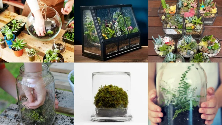 18+ Stunning Terrarium Ideas Beginners Can Master Today