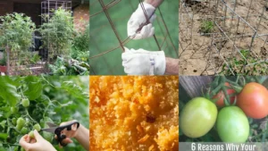 17+ Clever Tomato Cage Ideas DIY That Maximize Harvests