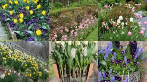 19+ Stunning Tulip Garden Ideas That Bloom Longer